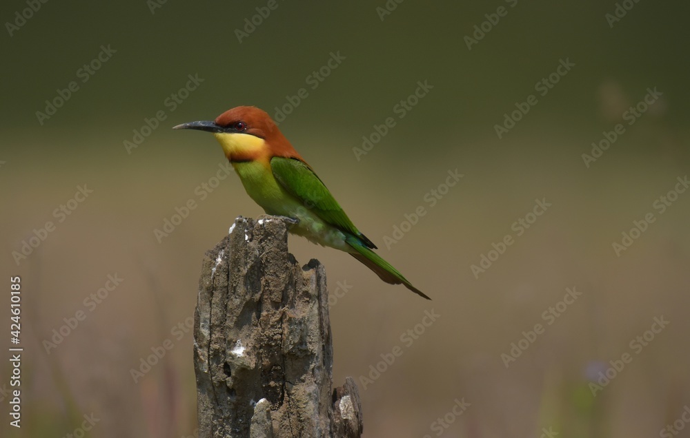 Fototapeta premium Head to back, orange, black eye band, neck and chest, bright yellow chest with small black and orange stripes, green body, shiny blue rump There is no distance in the middle of a long cape.