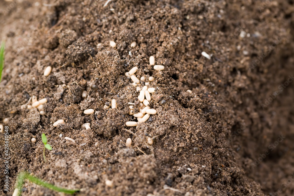 ants crawling on the sand ants crawling on the sand