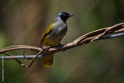 Black head and neck with long crest, white eyes, upper body hair is yellowish brown. The lower body is yellow. Dark yellow tail, habitat in evergreen forest