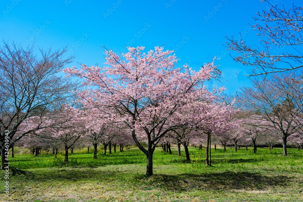 長湯温泉の大漁桜