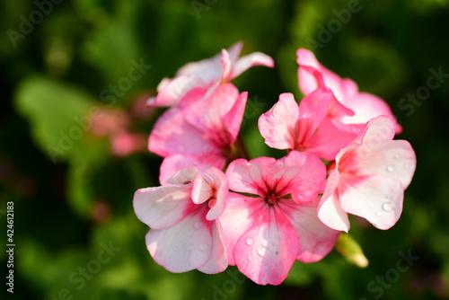 Beautiful pink geranium flower blossom in a garden  Spring season  Nature background