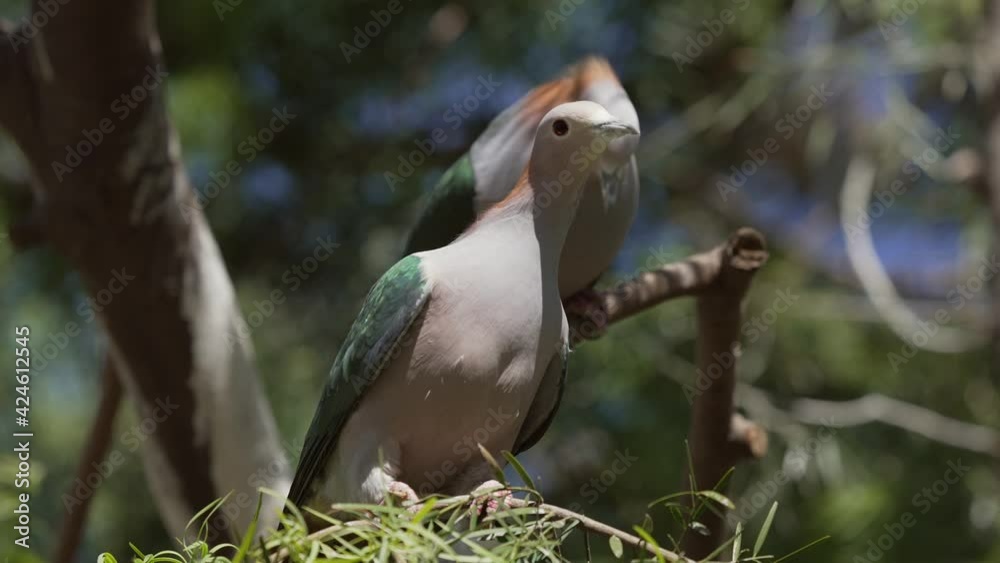 This video shows a wild green imperial pigeon (Ducula aenea) perched on a branch, doing a mating dance for a fellow imperial pigeon.