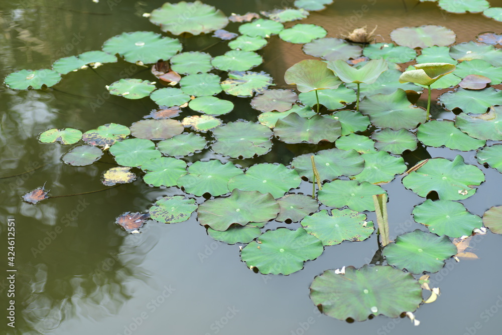 Green water lily in the pond, Nature background Green water lily in the pond, Nature background