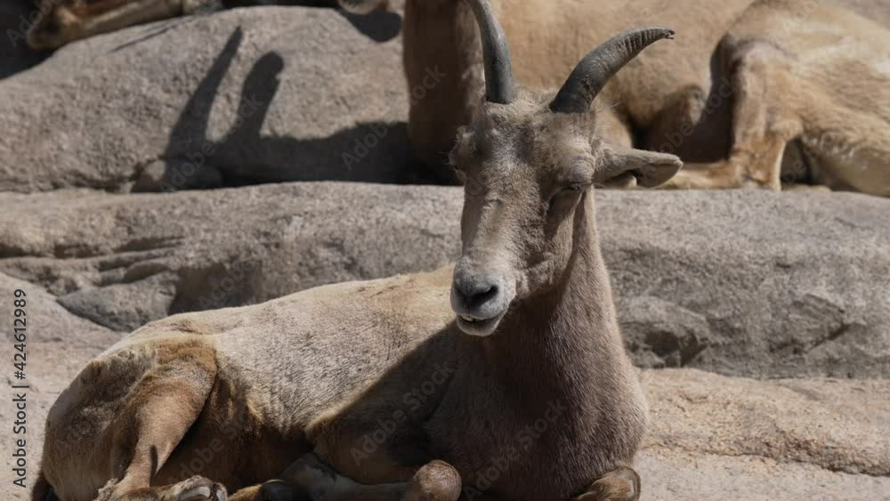 This video shows a mountain goat relaxing on cliffs, falling asleep as it basks in the sunlight. This video shows a mountain goat relaxing on cliffs, falling asleep as it basks in the sunlight.