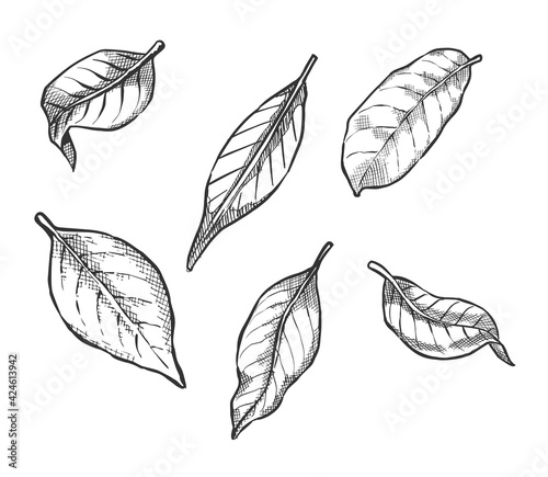 Black and white hand drawn leaves.