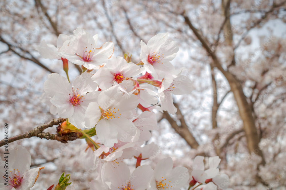 満開の桜（夢みなと公園・鳥取県境港市）