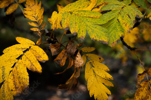 yellow and green autumn leaves