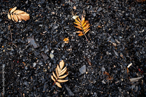 Fallen leaves on black rocks