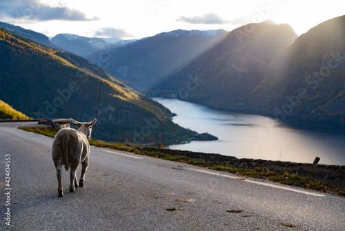 Sheep by the fjord