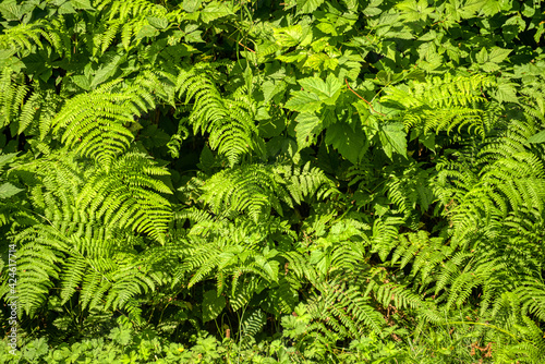 Green leaves backdrop. Natural foliage of fern and blackberry plants