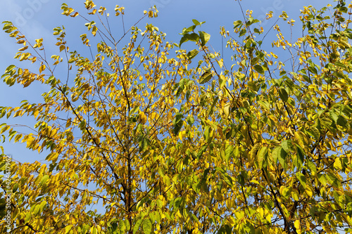 deciduous forest during leaf fall