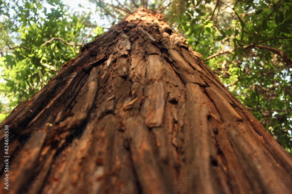 Tree Tree