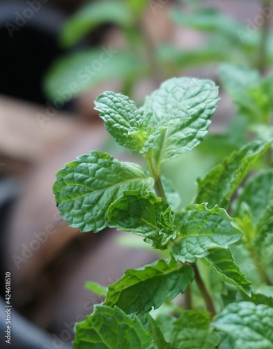 close up kitchen mint plants in nature garden