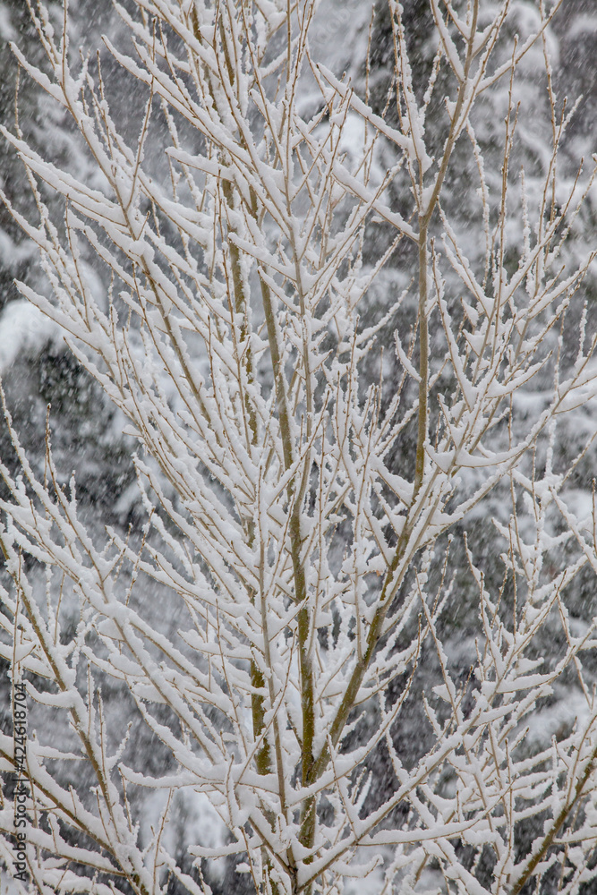 White winter snow covering Aspen and Pine trees during a storm White winter snow covering Aspen and Pine trees during a storm