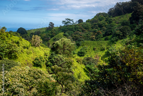 The beautiful lush greenery of Hawaii