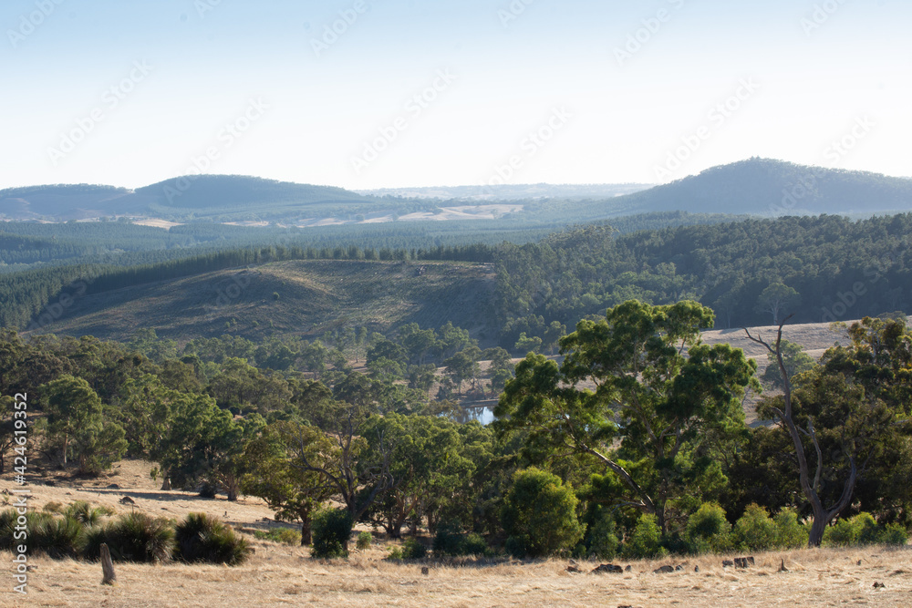View of Pine Plantation from Warrren Conservation Park
