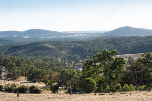 View of Pine Plantation from Warrren Conservation Park