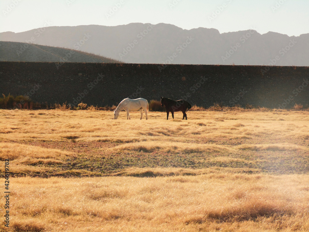 mountain horses in field