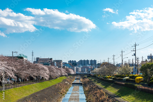 (東京都-風景)ひじり坂から見る春の乞田川風景３