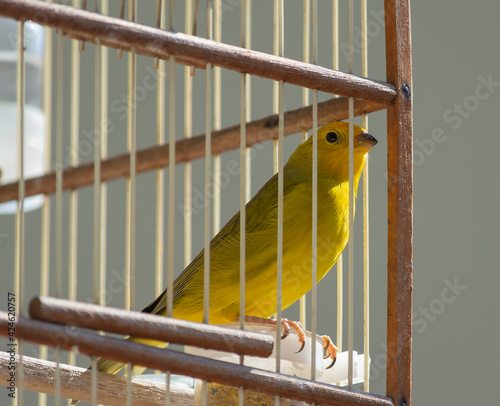 canário