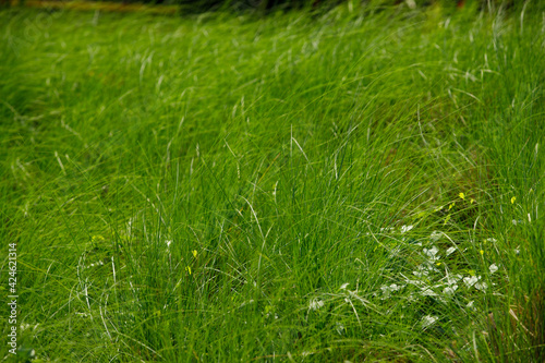 Field of Grass reflect morning sunshine in springtime