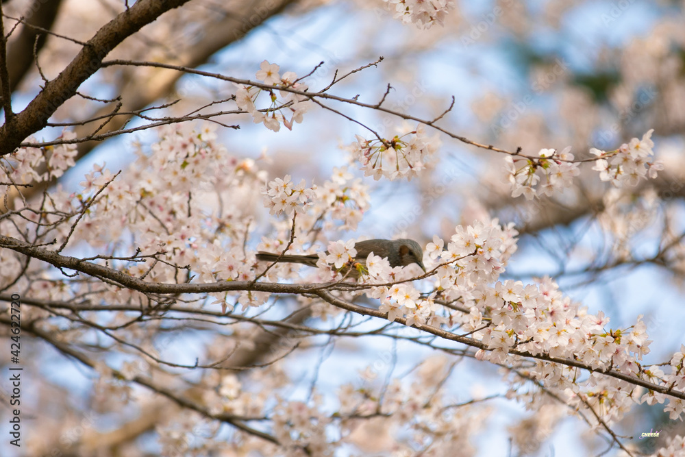 벚꽃과 새 spring, Cherry Blossom and bird