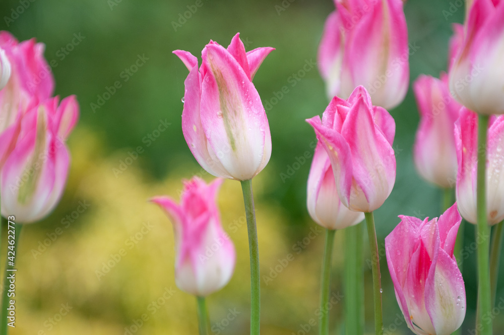 Obraz premium pink tulips in the garden