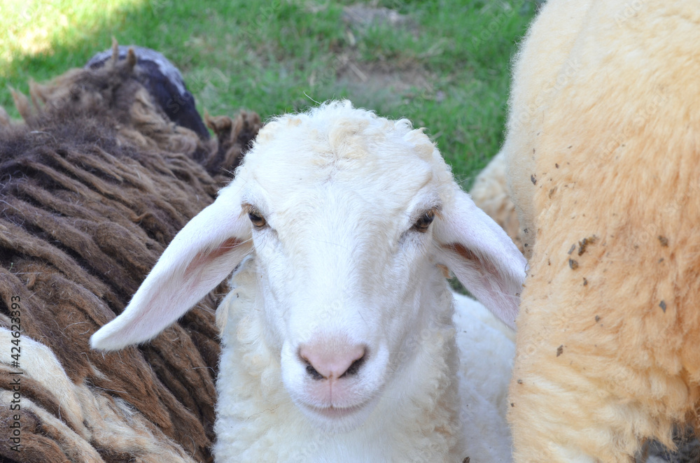 Cute sheep in a sheep farm. Cute sheep in a sheep farm.