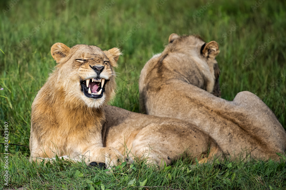 Beautiful Lion Caesar in the golden grass of Masai Mara, Kenya Panthera Leo. Beautiful Lion Caesar in the golden grass of Masai Mara, Kenya Panthera Leo.