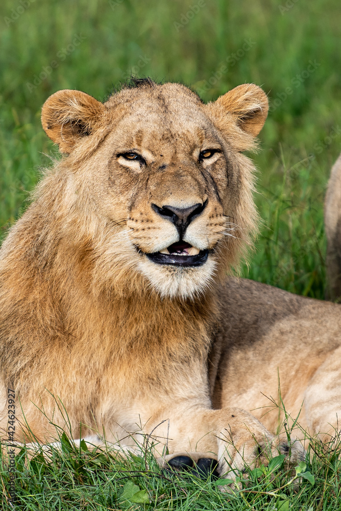 Beautiful Lion Caesar in the golden grass of Masai Mara, Kenya Panthera Leo. Beautiful Lion Caesar in the golden grass of Masai Mara, Kenya Panthera Leo.