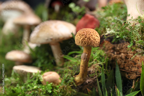 Several kinds of colorful mushrooms and fungus on green mossy log.