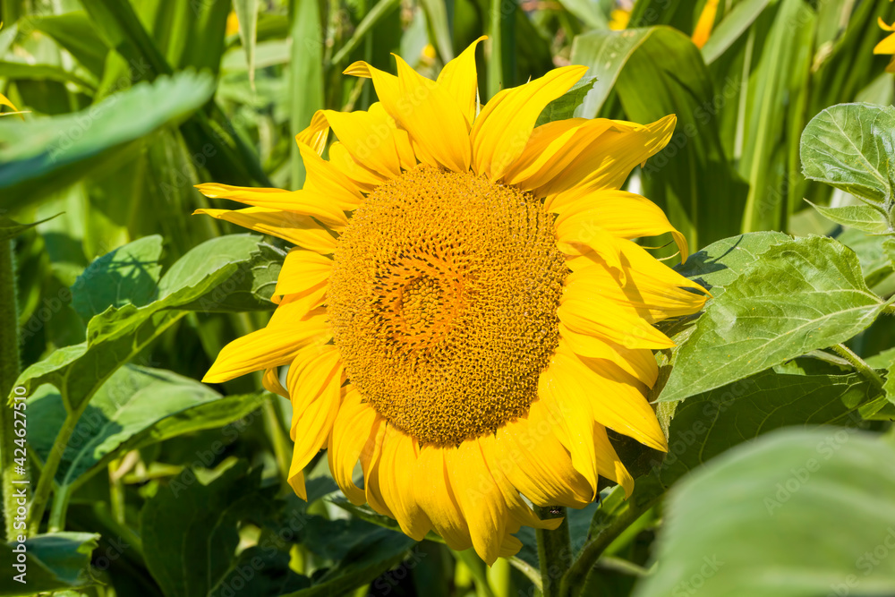 Fototapeta premium common sunflower in the summer