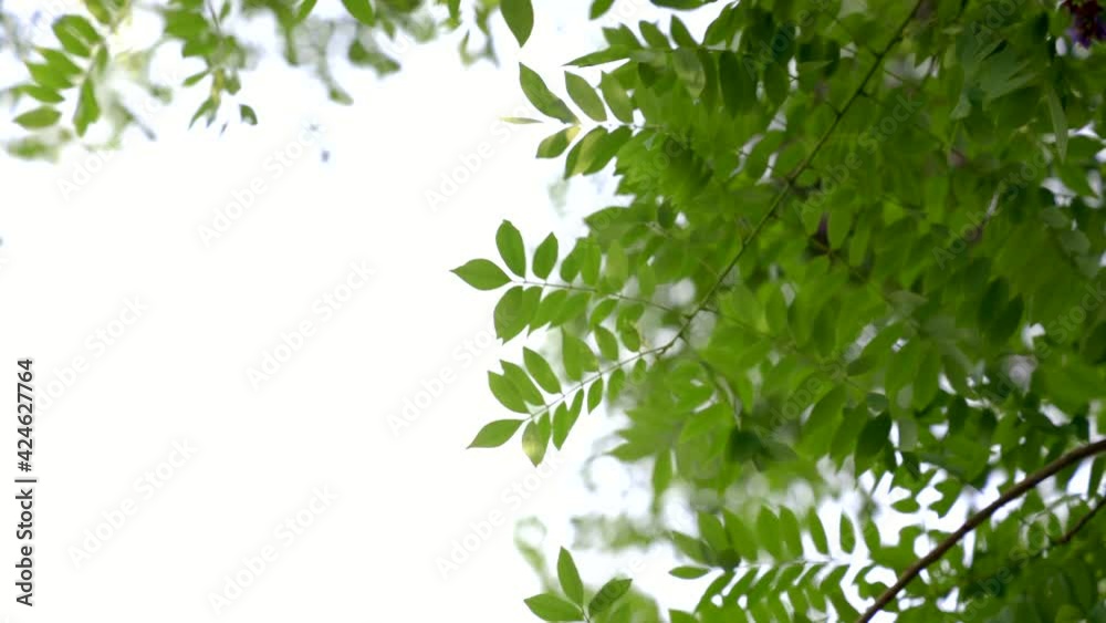 Leaves of tree swaying with wind. Beautiful Nature background tree, sky and sun rise. Slow motion Leaves of tree swaying with wind. Beautiful Nature background tree, sky and sun rise. Slow motion