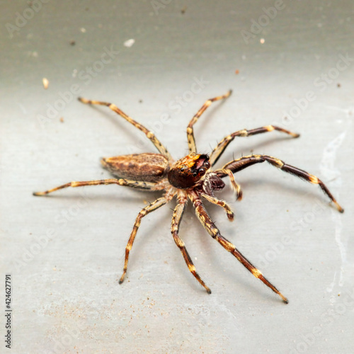 A very small brown arachnid known as the Bronze Hopper Jumping Spider (Helpis minitabunda).