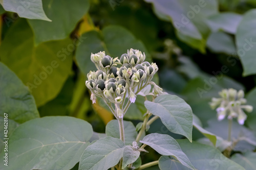 Unripe fruits of dwarf tree tomato, Cyphomandra abutiloides, Solanum abutiloides, in summer photo