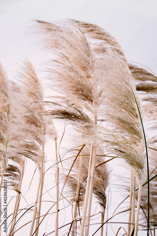 Pampa grass with cloudy sky