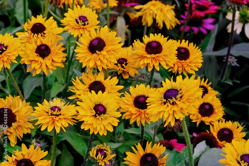Flower of the Gloriosa Daisy 