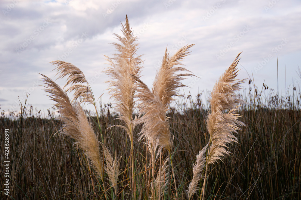 Pampa grass with cloudy sky