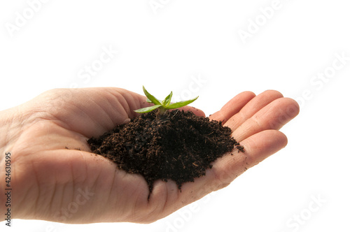 a sprout grows from a pile of black earth in the palm of one hand on a white background isolated side view
