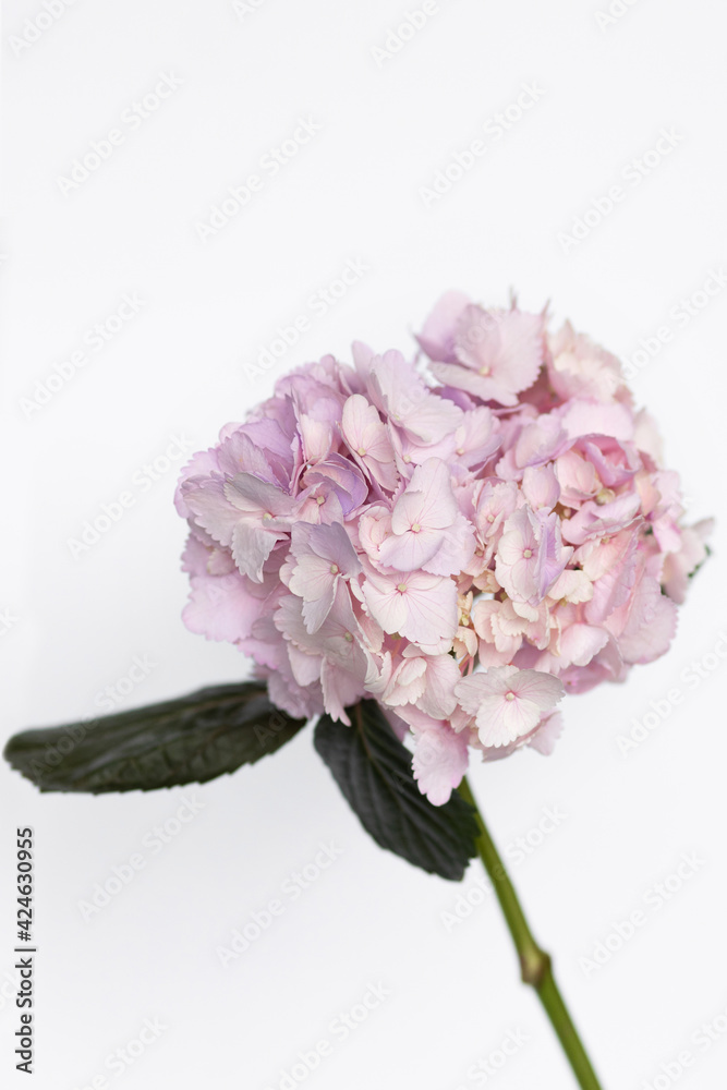 hydrangea premium apricot pink on white background hydrangea premium apricot pink on white background