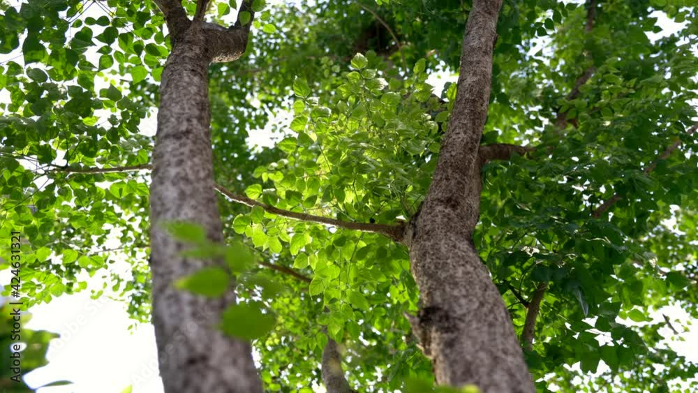 Leaves of tree swaying with wind. Beautiful Nature background tree, sky and sun rise. Slow motion Leaves of tree swaying with wind. Beautiful Nature background tree, sky and sun rise. Slow motion