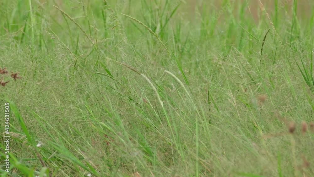 Grass and Plants at Bueng Boraphet Swamp and Lake at Nakhon Sawan, Thailand; thick green grass at the swamp captured in 4k from a moving boat. Grass and Plants at Bueng Boraphet Swamp and Lake at Nakhon Sawan, Thailand; thick green grass at the swamp captured in 4k from a moving boat.