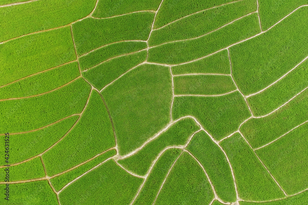 The beautiful landscape of rice fields in Thailand. The beautiful landscape of rice fields in Thailand.