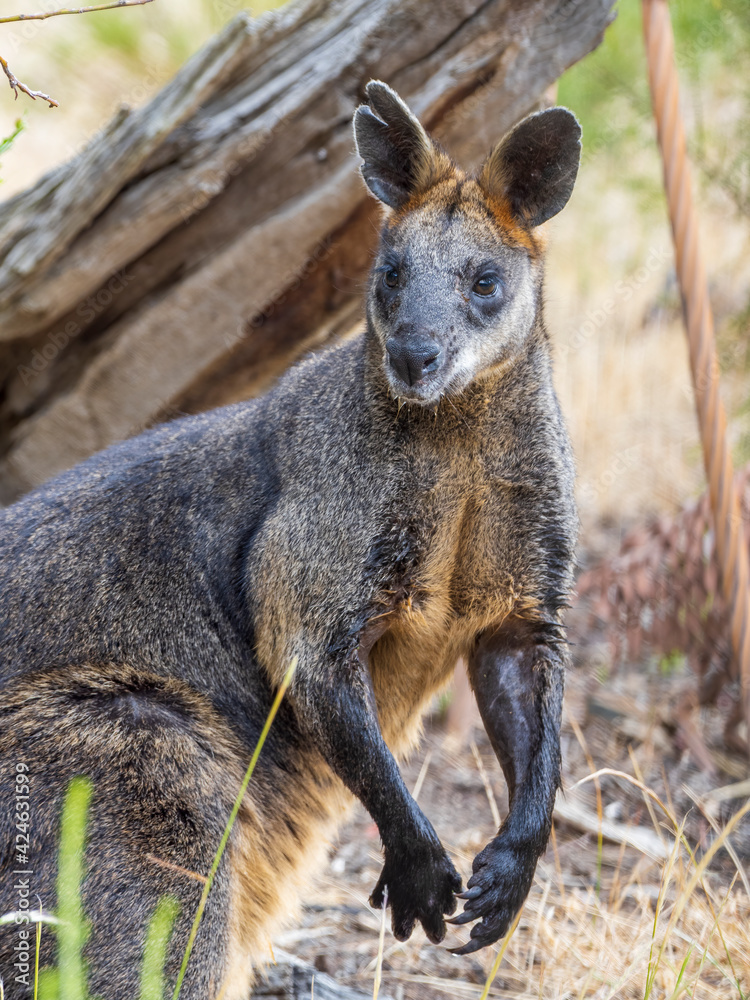 Swamp Wallaby (Wallabia bicolor). A unique Australian macropod with a dark black-grey coat with a distinctive light-coloured cheek stripe.