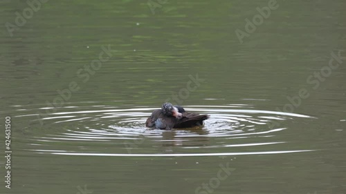 White-winged Duck, Asarcornis scutulata, Thailand; an individual preens itself in the middle of the lake during a hot summer day. photo