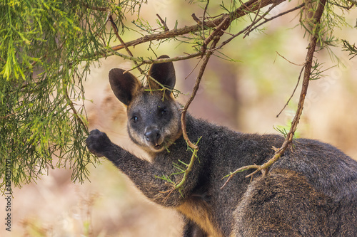 Swamp Wallaby (Wallabia bicolor). A unique Australian macropod with a dark black-grey coat with a distinctive light-coloured cheek stripe.