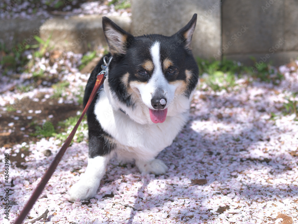 Pink cherry blossom petals and black corgi dog Pink cherry blossom petals and black corgi dog