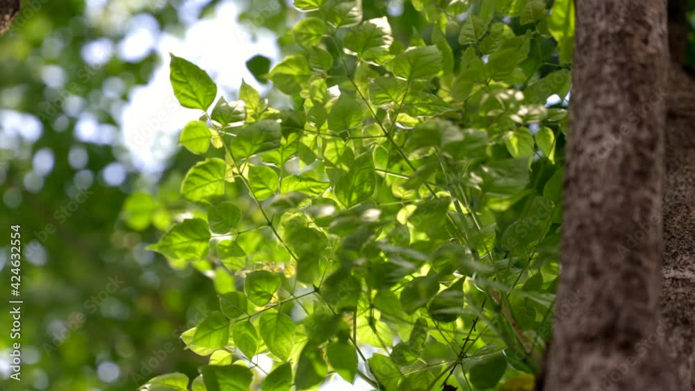 Leaves of tree swaying with wind. Beautiful Nature background tree, sky and sun rise. Slow motion Leaves of tree swaying with wind. Beautiful Nature background tree, sky and sun rise. Slow motion