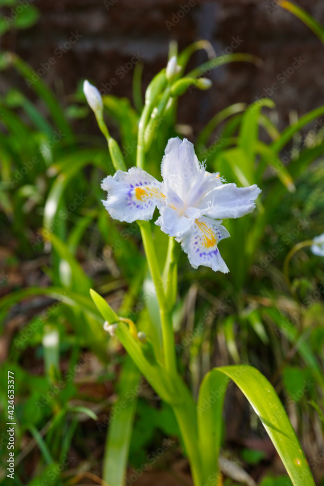 シャガの花 シャガの花