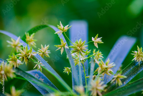 Flower of Umbrella Plant photo